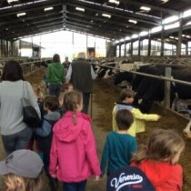 cows edited 1 300x300